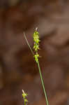 Reflexed sedge